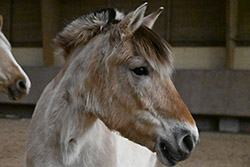 écuries du Villard 30 mars 2026